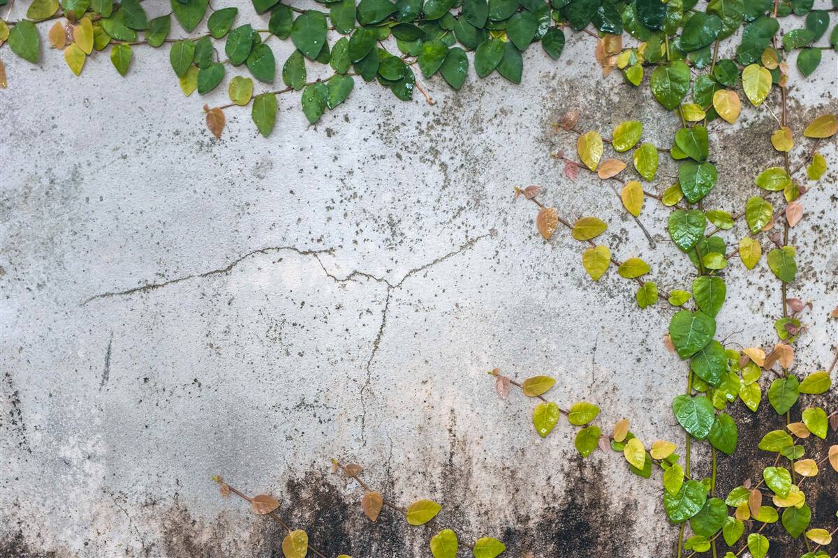 Fototapet frunzele sunt verde-galben pe un fond gri