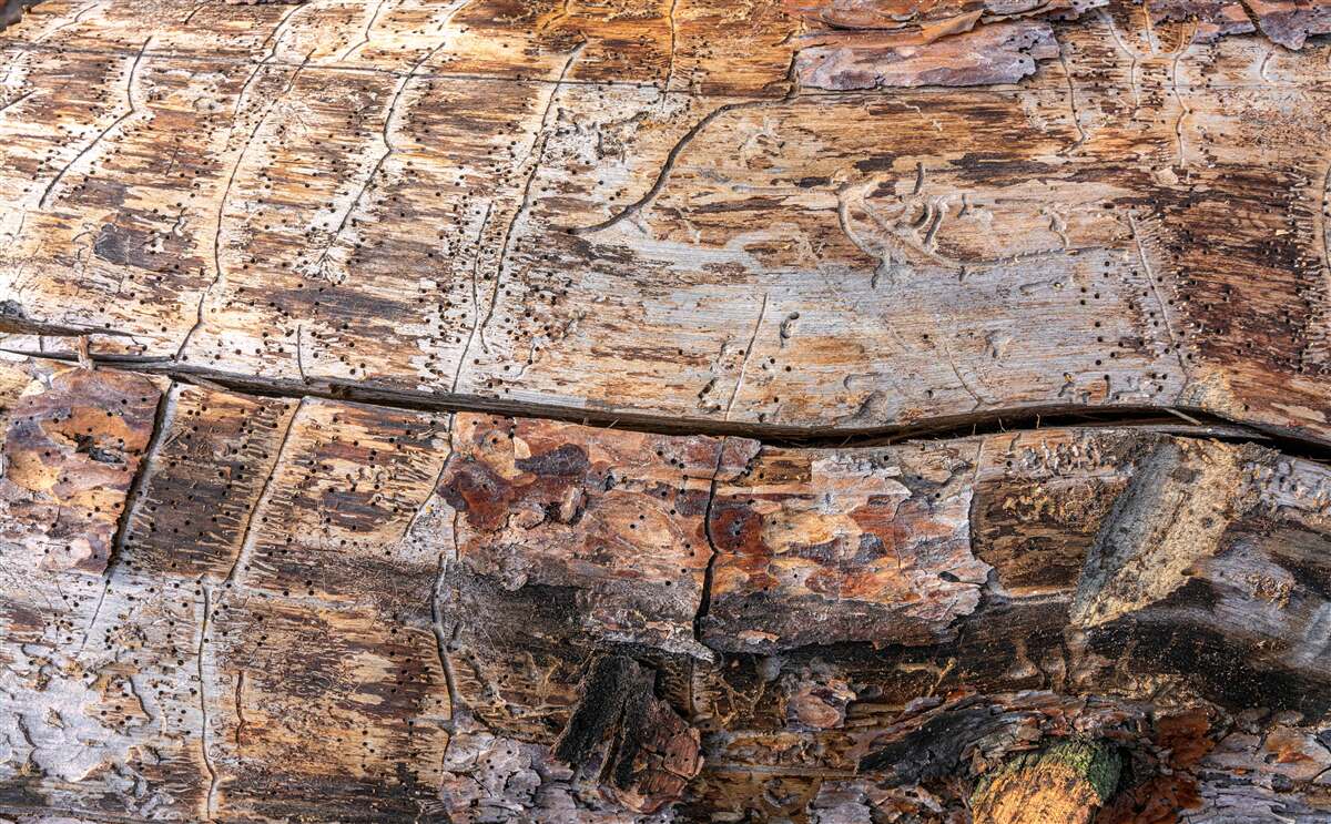 Fototapet structura materialului lemnos în putrefacție