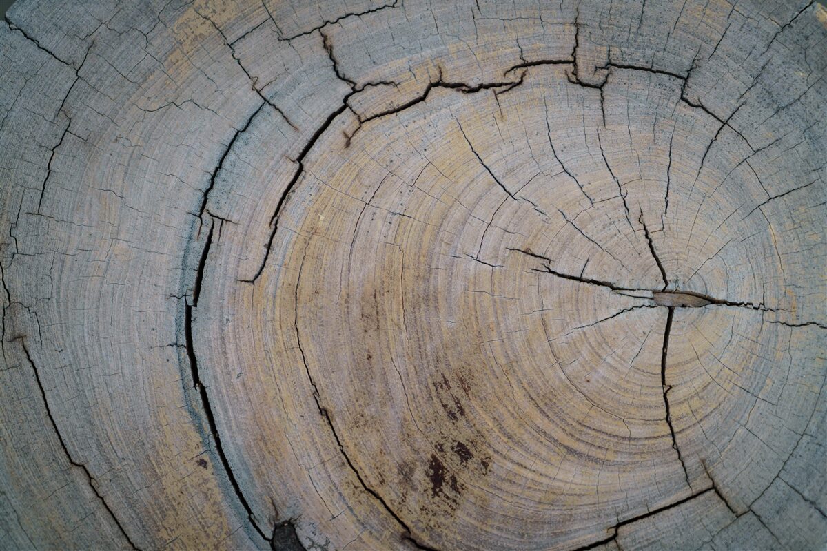 Fototapet vedere detaliată a trunchiului copacului