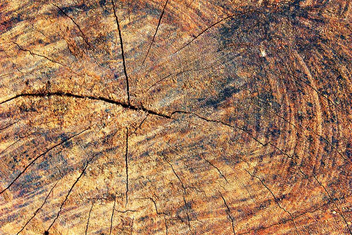 Fototapet Lanțuri de viață de copac pe un trunchi tăiat