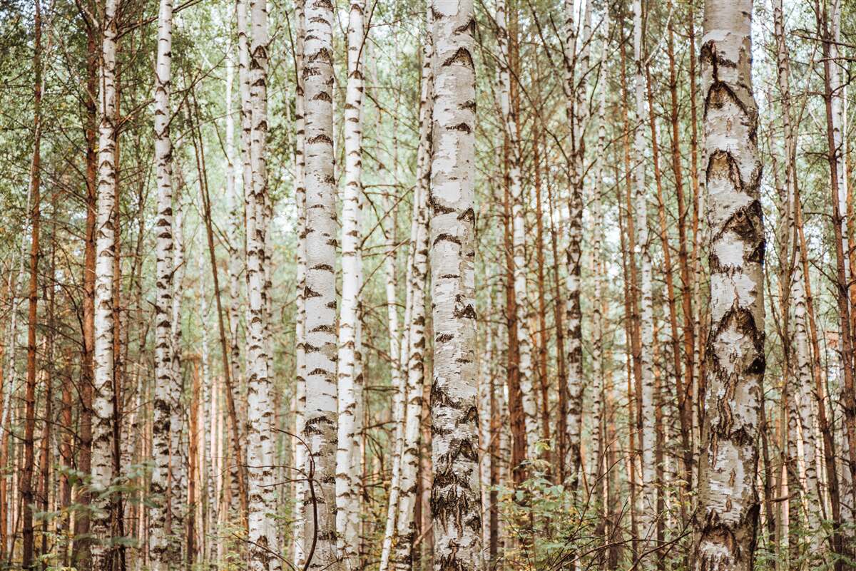 Fototapet mesteceni de sanie stau într-o pădure verde