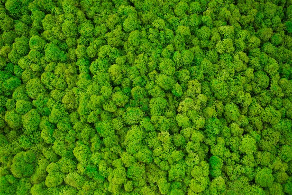 Fototapet vârfurile dense ale giganților verzi ai pădurii