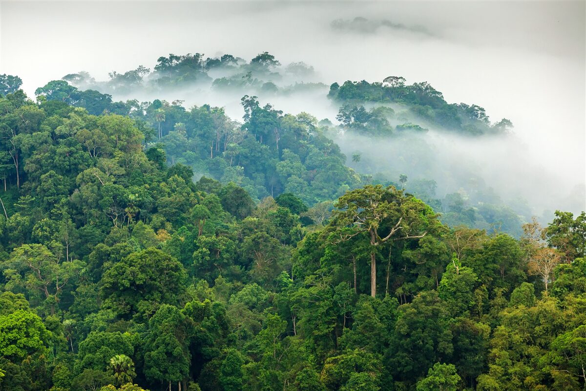 Fototapet jungla este învăluită într-o ceață groasă