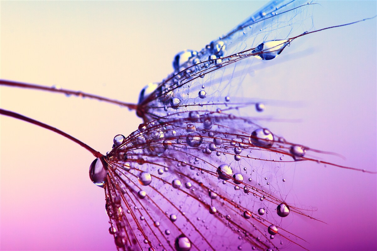 Fototapet la apus, picăturile de rouă decorează păpădia