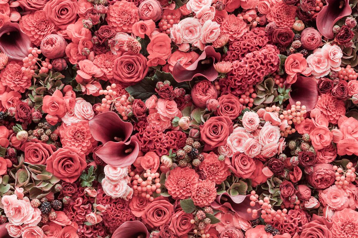 Fototapet set de flori roșii de vară