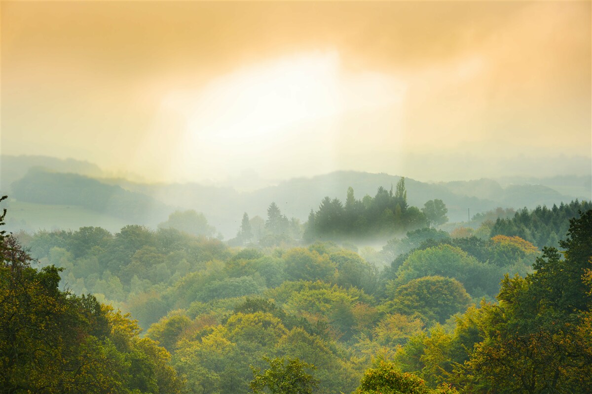 Fototapet Zorii răsar peste o pădure afumată
