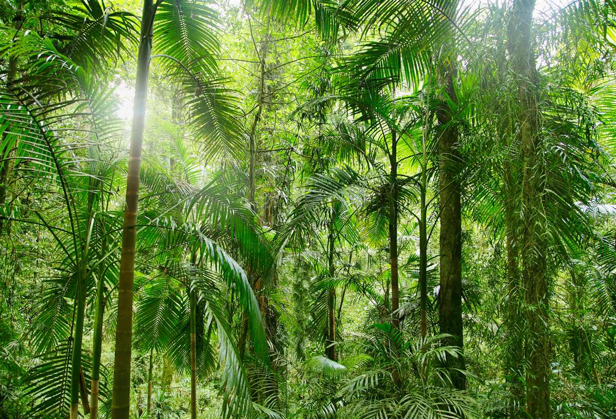 Fototapet vegetație luxuriantă într-o zonă împădurită