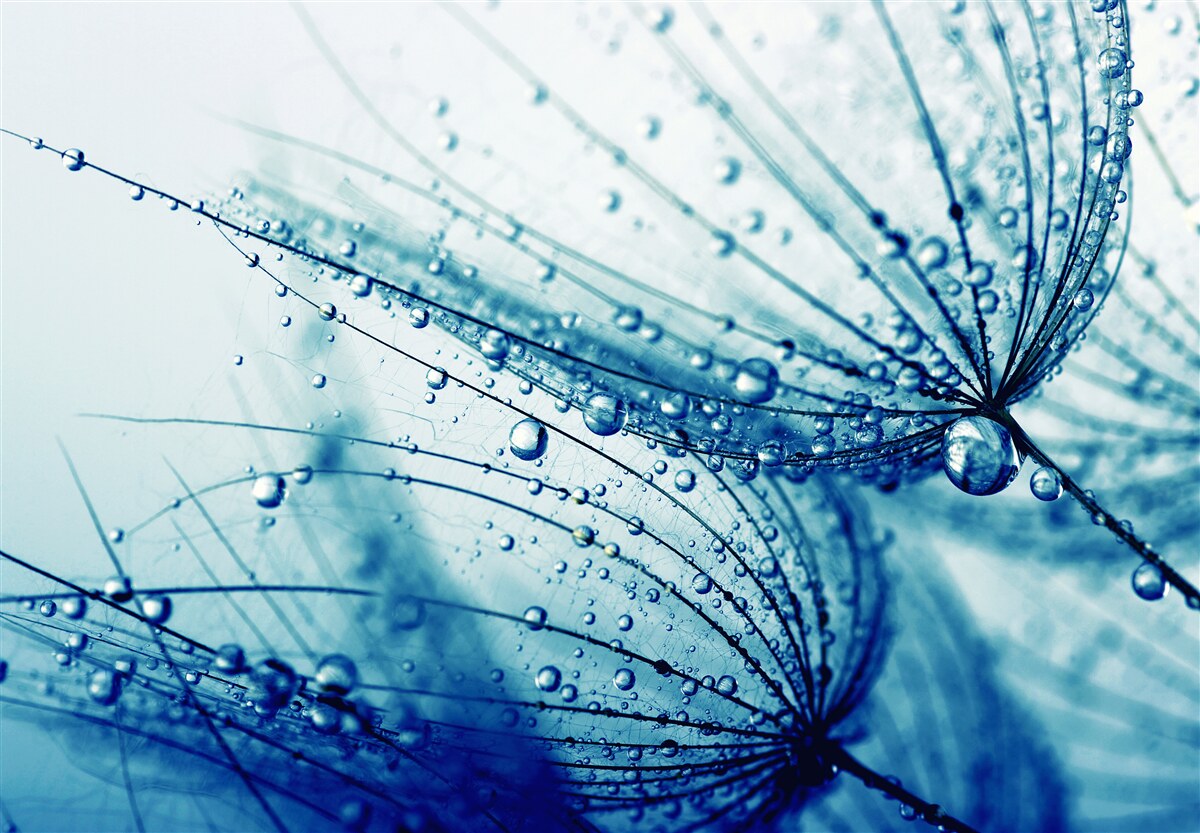 Fototapet picături de păpădie