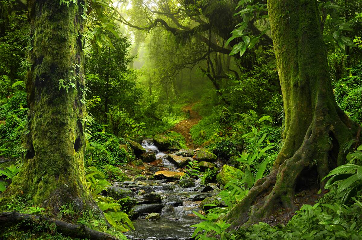 Fototapet Zori peste o cascadă în mijlocul pădurii