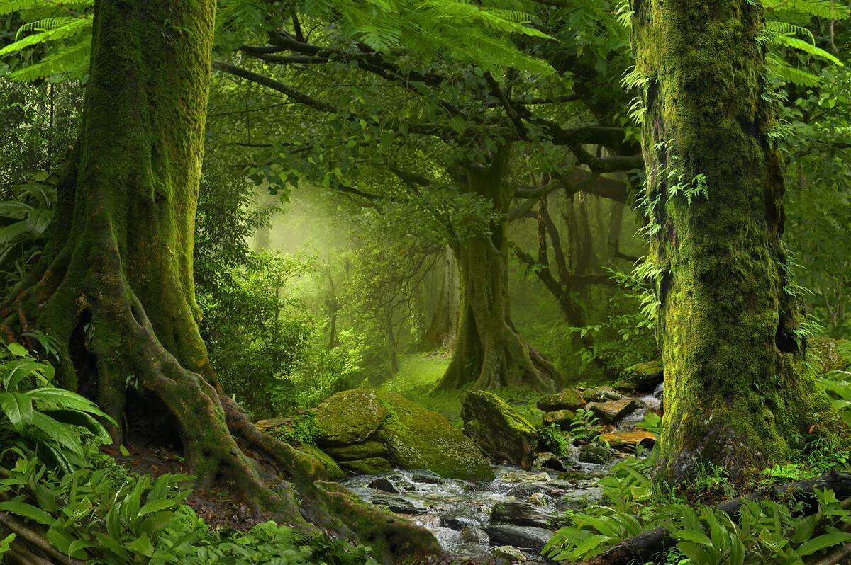 Fototapet cascadă într-un cadru verde de pădure de foioase