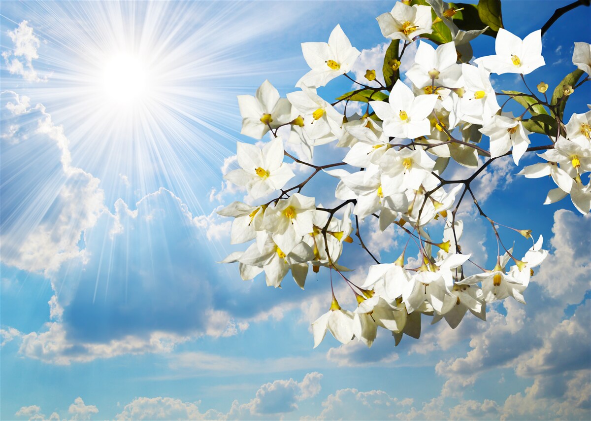 Fototapet ramură înflorită de iasomie albă ca zăpada