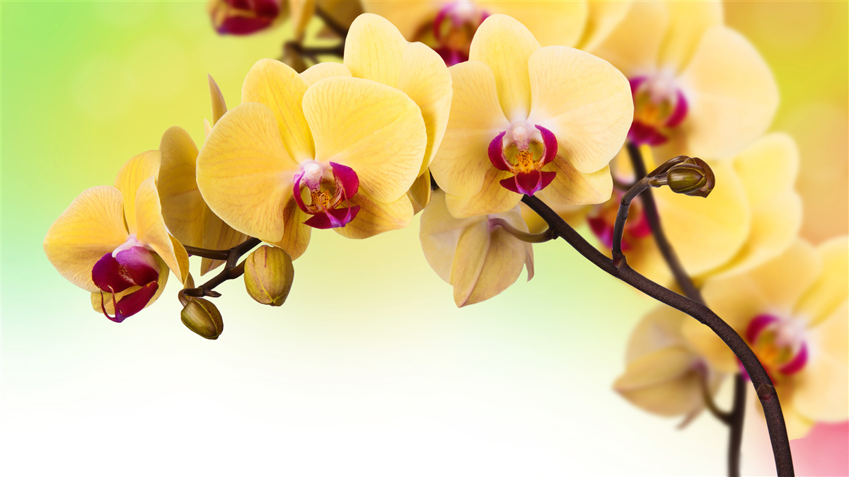 Fototapet ramură de orhidee cu flori galbene