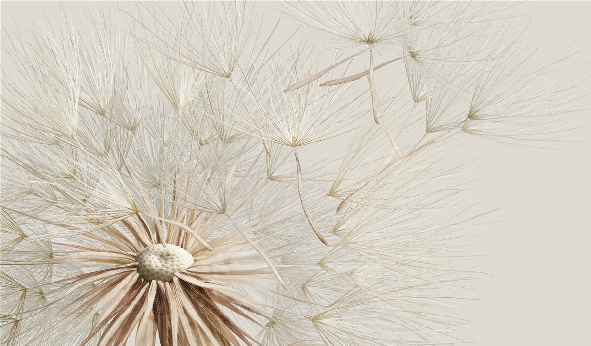 Fototapet păpădiile înfloresc sub influența vântului