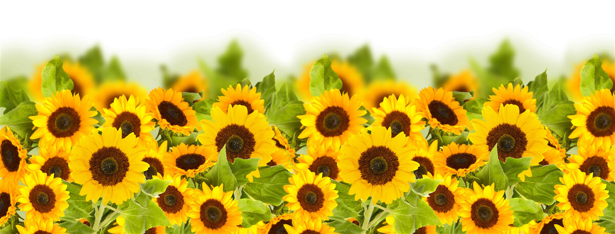 Fototapet există un număr incredibil de floarea-soarelui