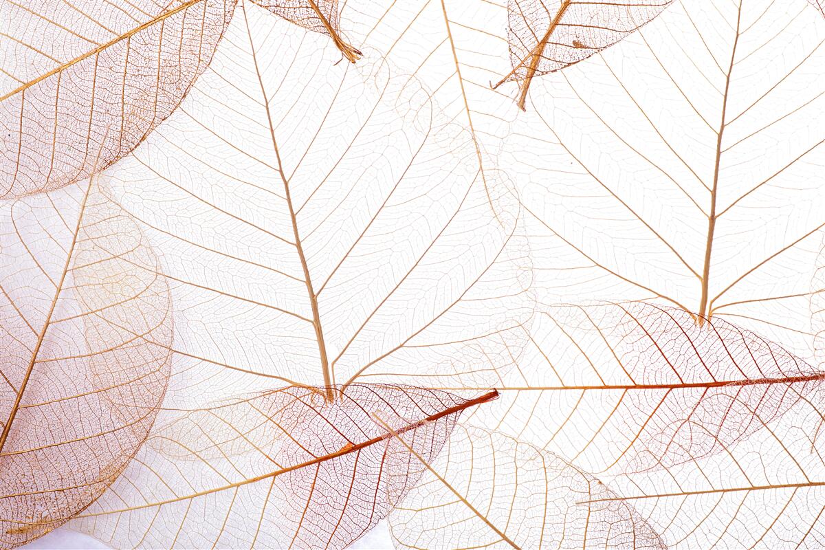 Fototapet foi transparente într-o nuanță roz delicată