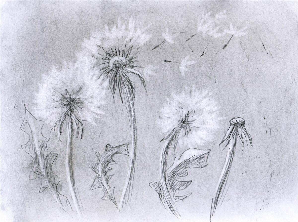 Fototapet călătoria delicată a păpădiei în aer