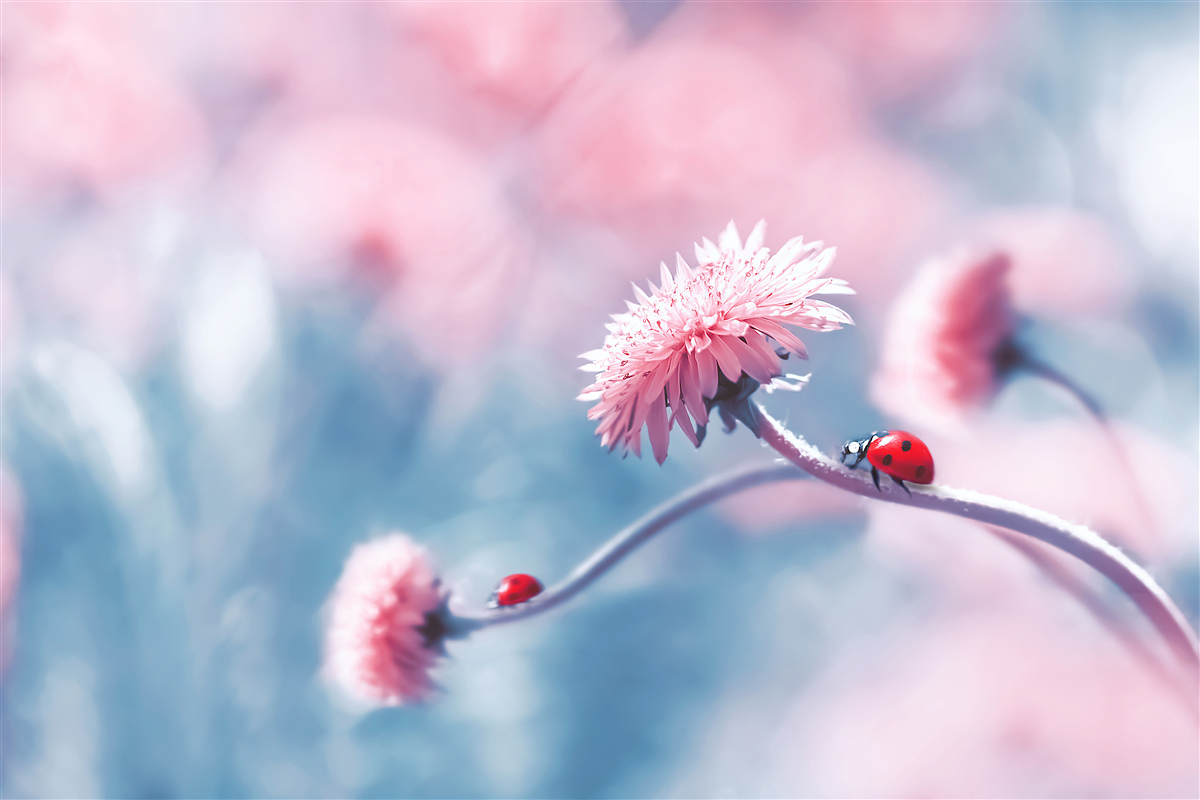 Fototapet vacile aparținând zeului sunt pe flori roz