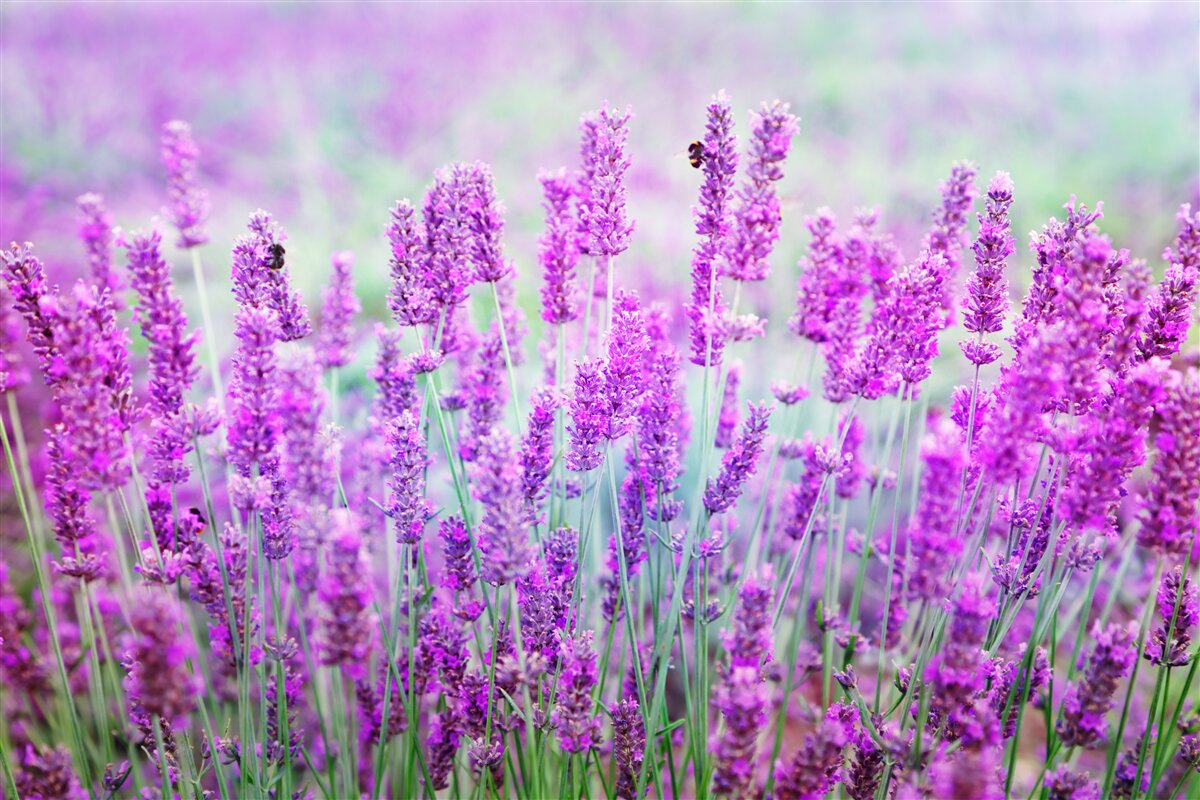 Fototapet câmp de flori de levănțică