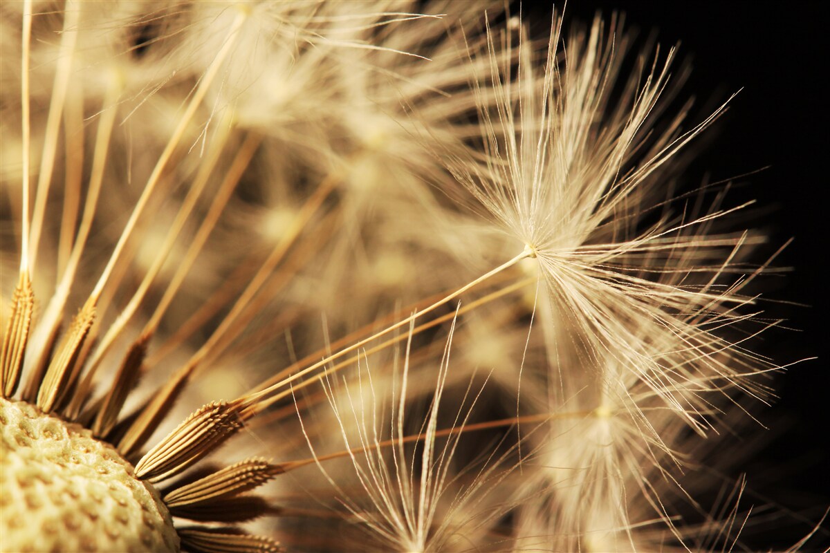 Fototapet florile de păpădie sunt albe pe un fundal negru