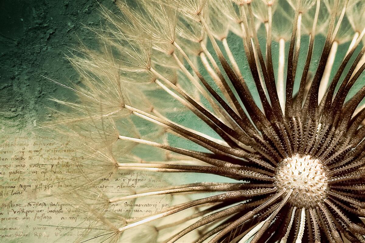 Fototapet sufletul păpădiei este plin de tandrețe