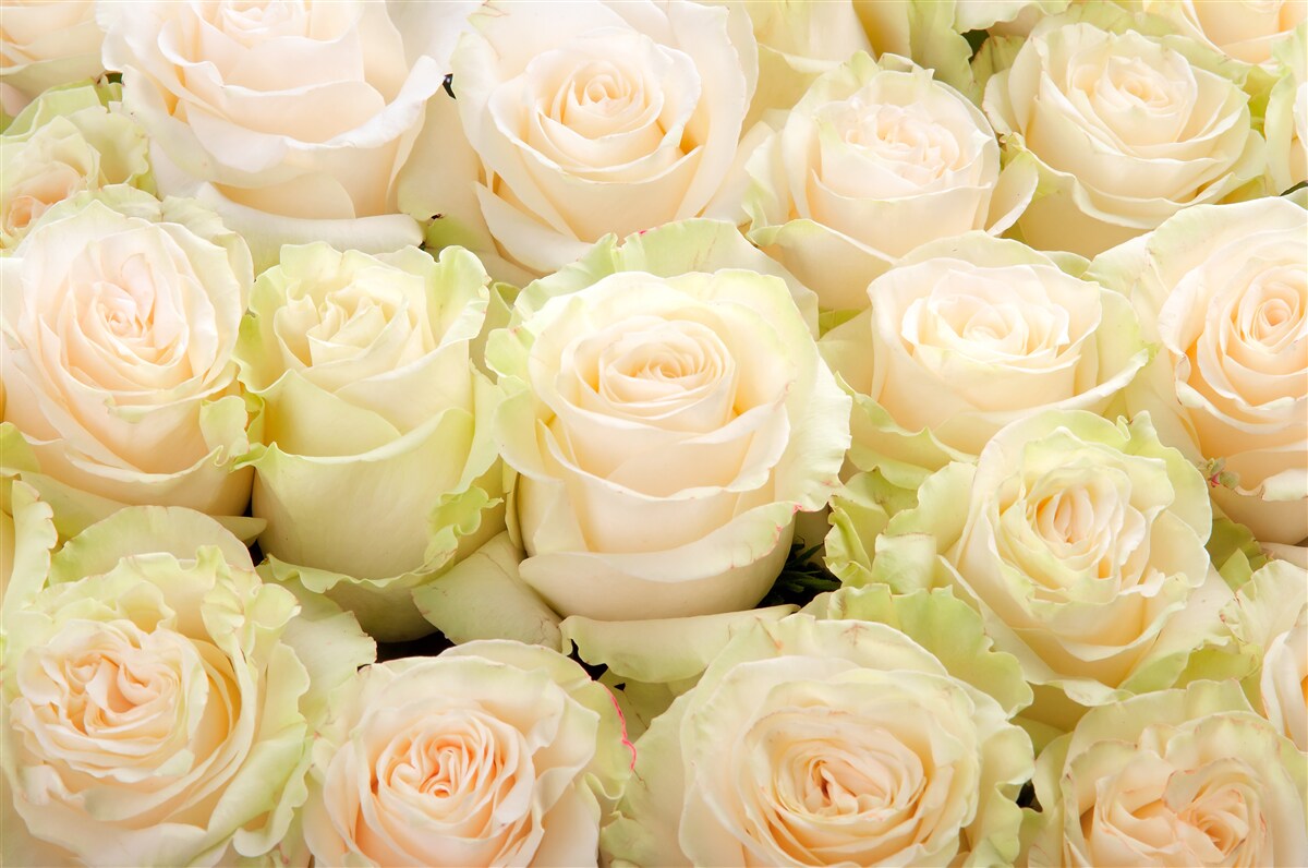 Fototapet rezumat de flori bej delicate