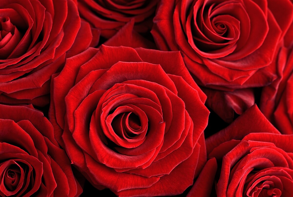 Fototapet rezumat al trandafirilor rosii traditionali