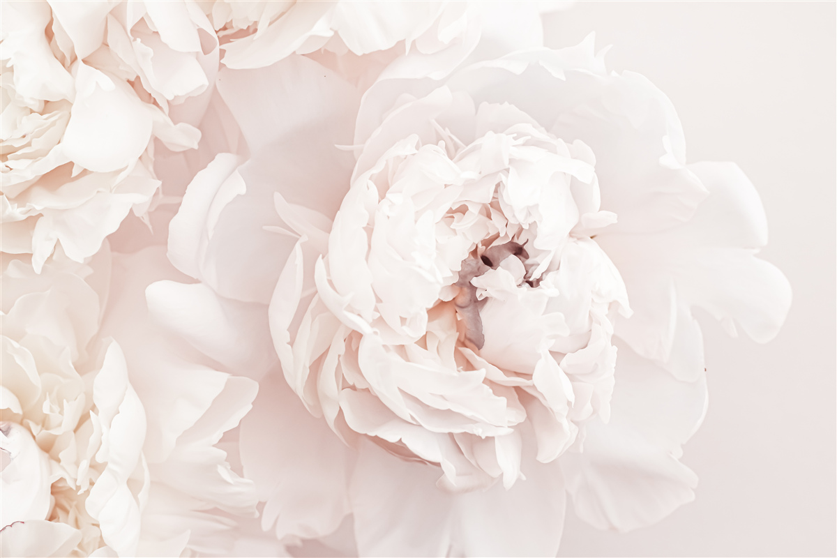 Fototapet bujor de o frumusețe pastelată delicată