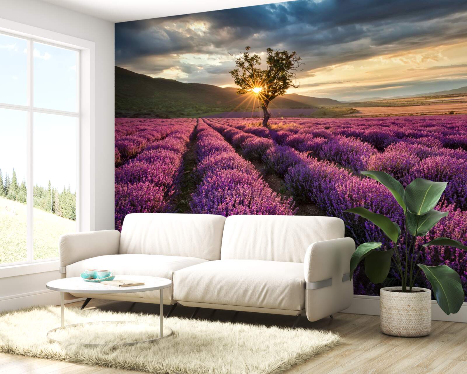 Fototapet apus de soare pe un câmp de lavandă înconjoară un copac izolat
