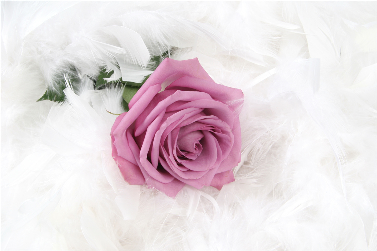 Fototapet trandafir violet înconjurat de pene albe