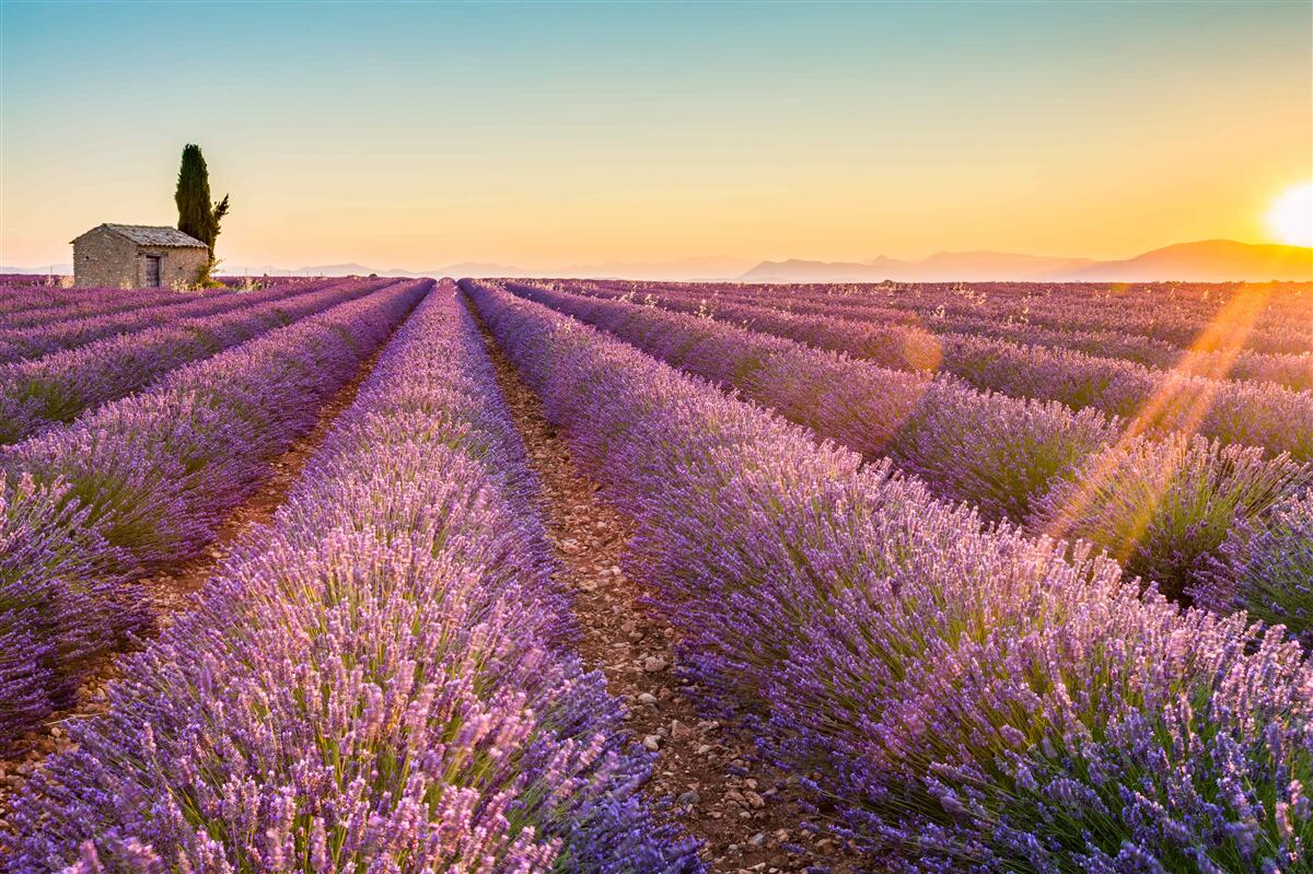 Fototapet Zorii au răsărit peste un câmp de lavandă