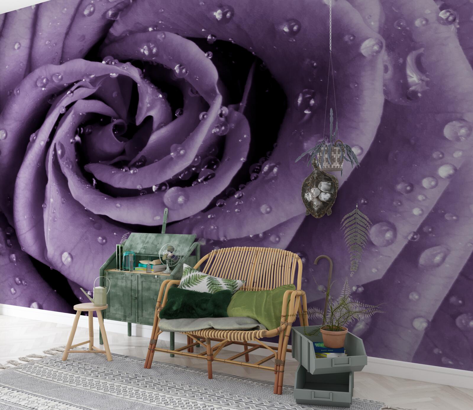 Fototapet roua dimineții pe un trandafir violet