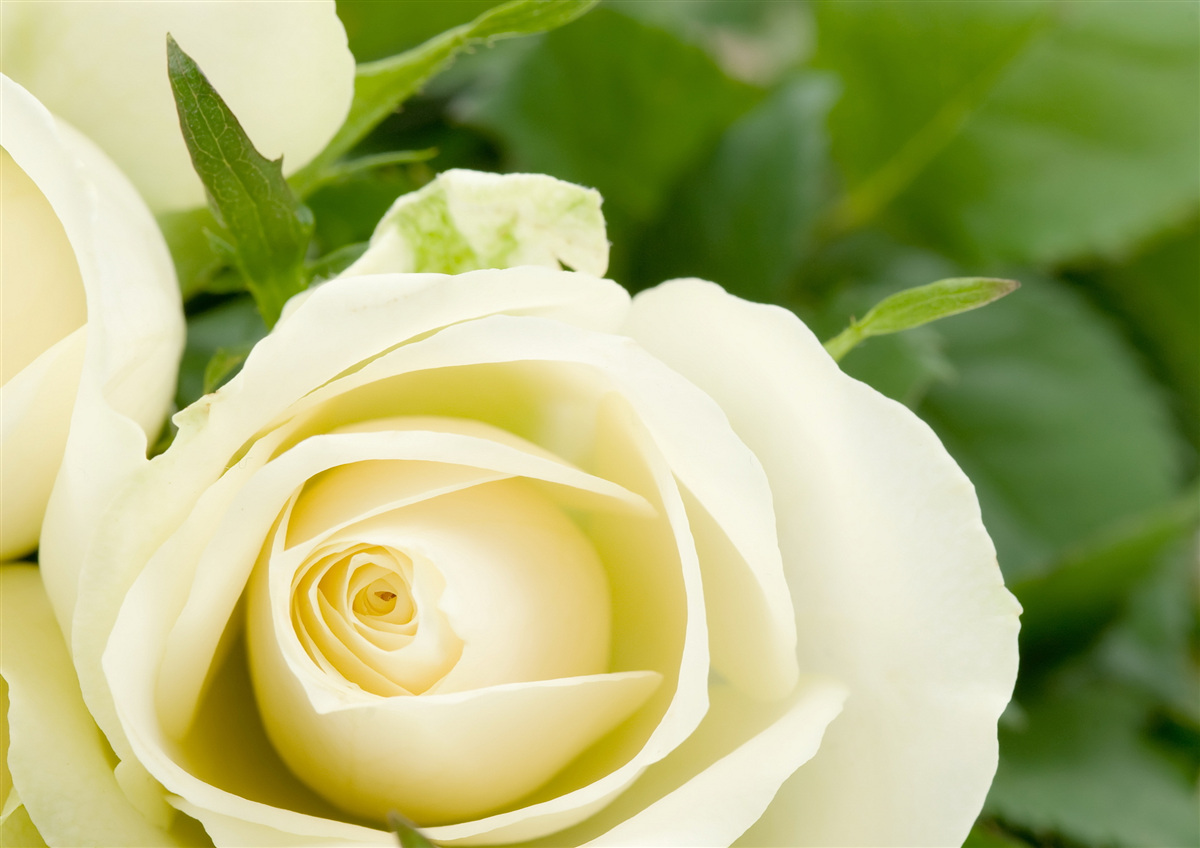 Fototapet trandafir în nuanță bej cu frunze verzi