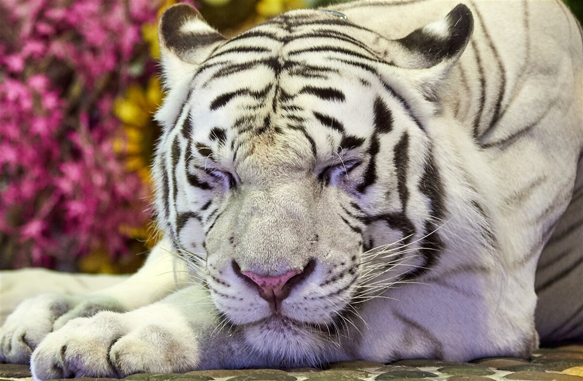 Fototapet un tigru alb se odihnește printre flori