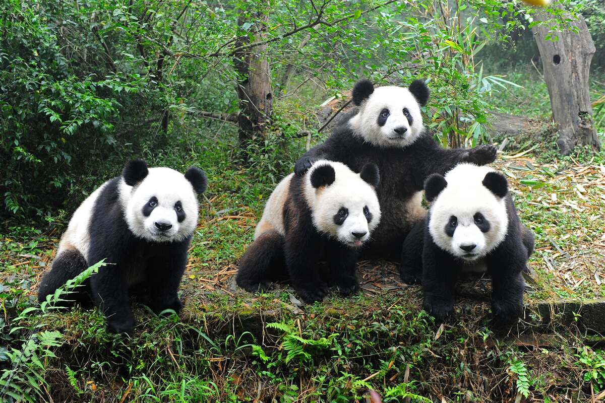Fototapet o familie odihnitoare de panda adorabili