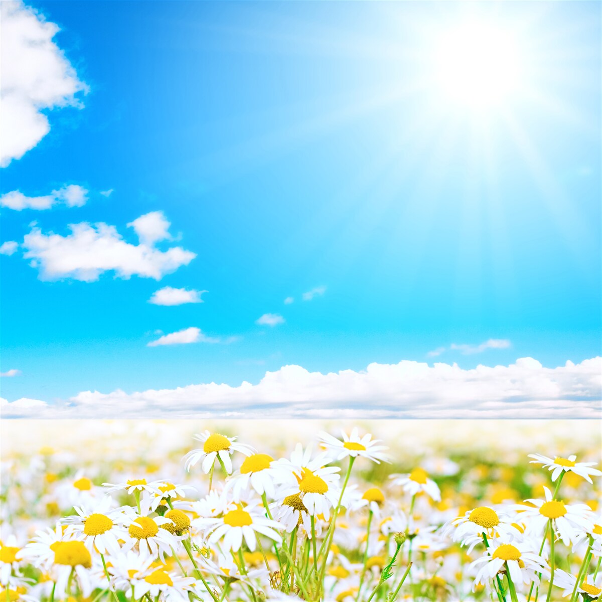 Fototapet Lumina soarelui iluminează un câmp de margarete abundente