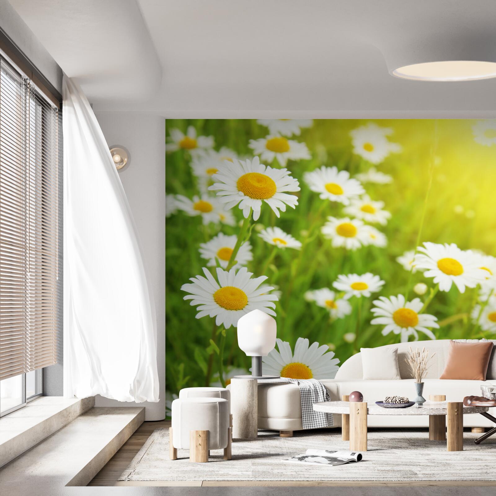 Fototapet un câmp de margarete albe ca zăpada în verdeață