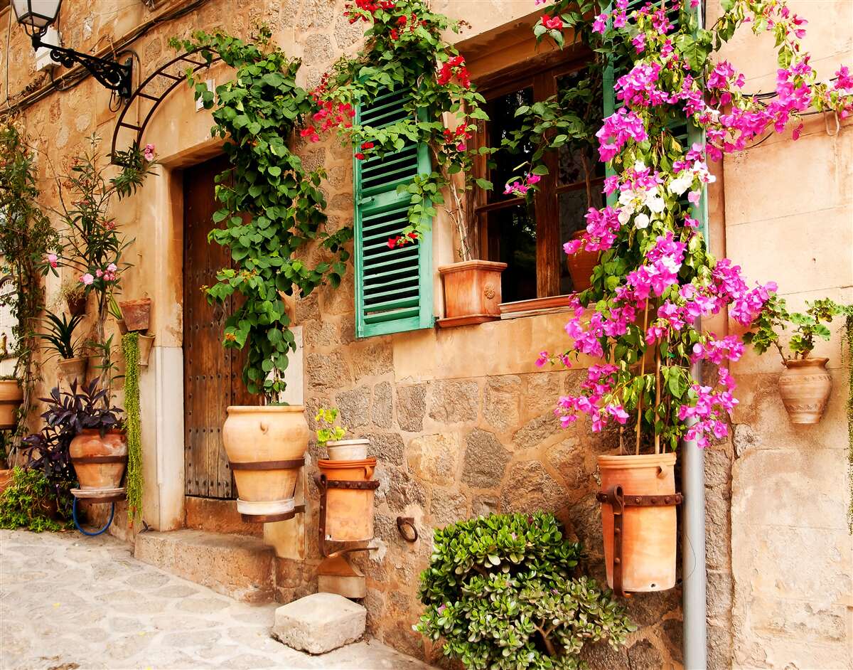 Fototapet plante în containere pe un pavaj vechi