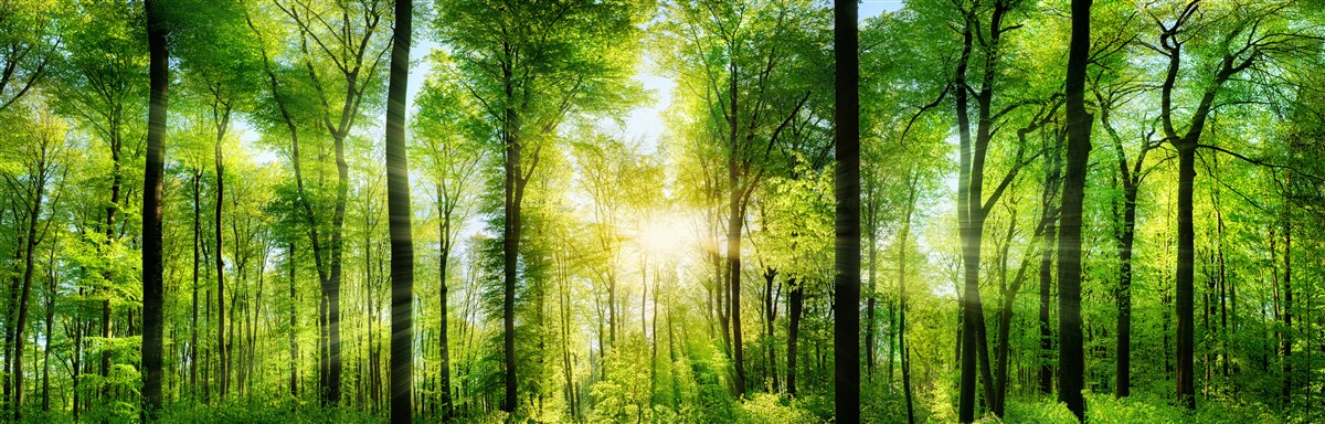 Fototapet razele soarelui pătrund în frunzele copacilor