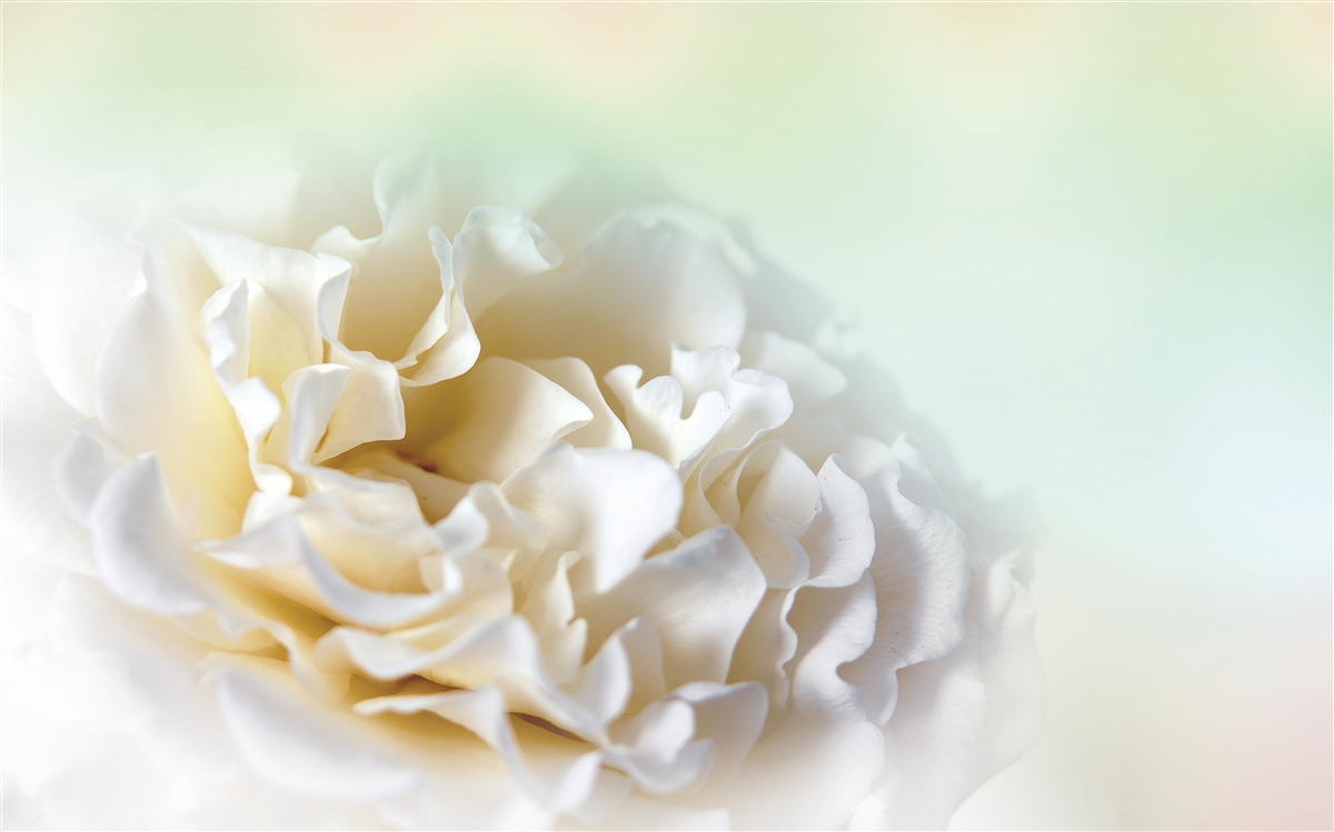 Fototapet fundal de bujori în tonuri cremoase și pufoase