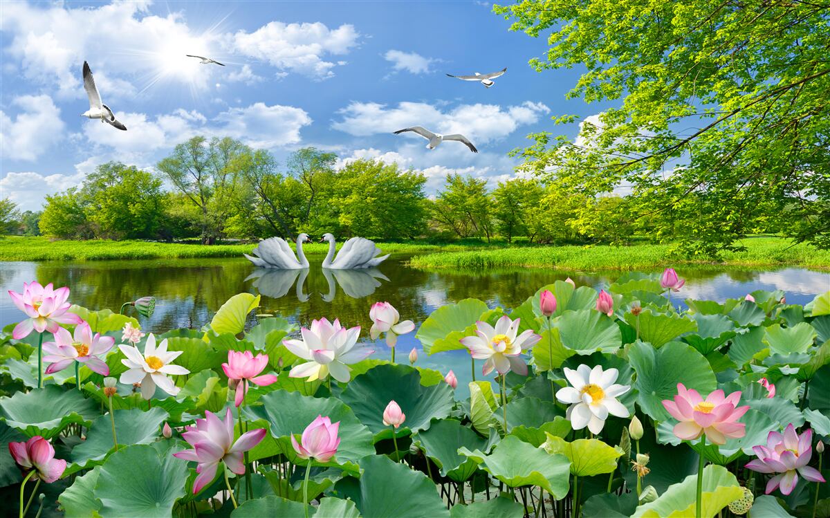 Fototapet două lebede înoată într-un iaz cu nuferi