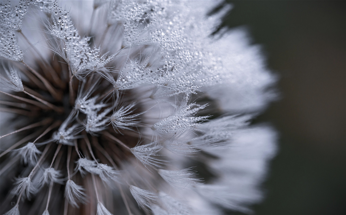 Fototapet flori de păpădie cu petale pufoase