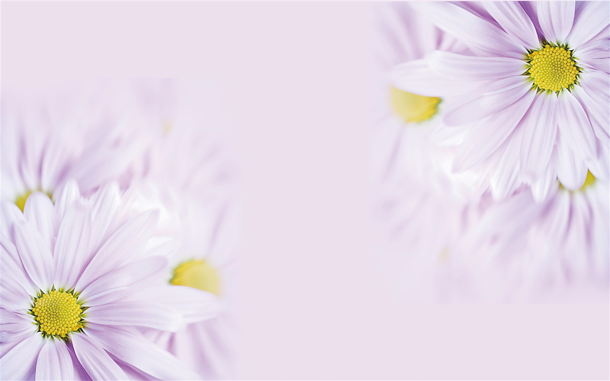 Fototapet margarete sofisticate albe ca zăpada