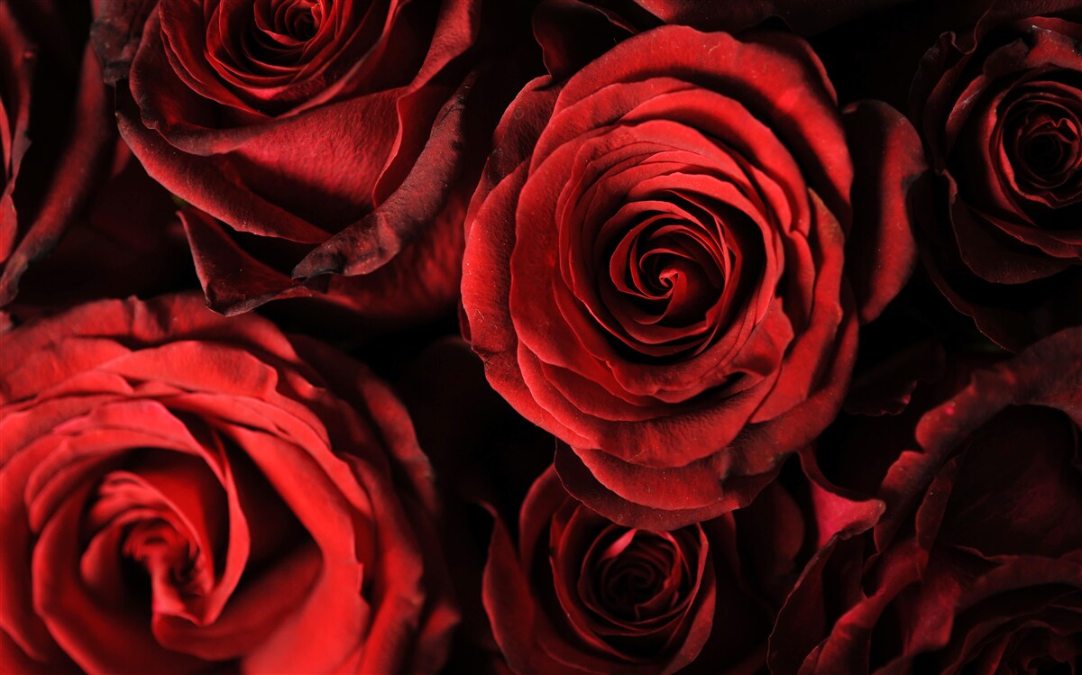 Fototapet trandafirul roșu este întruchiparea frumuseții