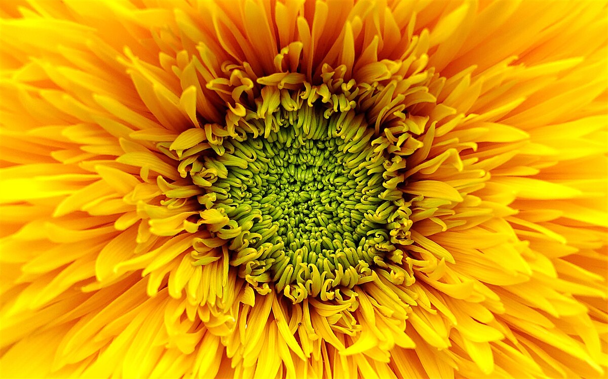 Fototapet floare cu centrul verde, vopsită în galben strălucitor