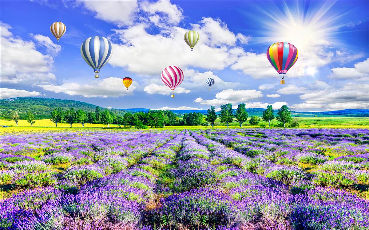 Fototapet zbor cu balonul deasupra unui câmp de lavandă