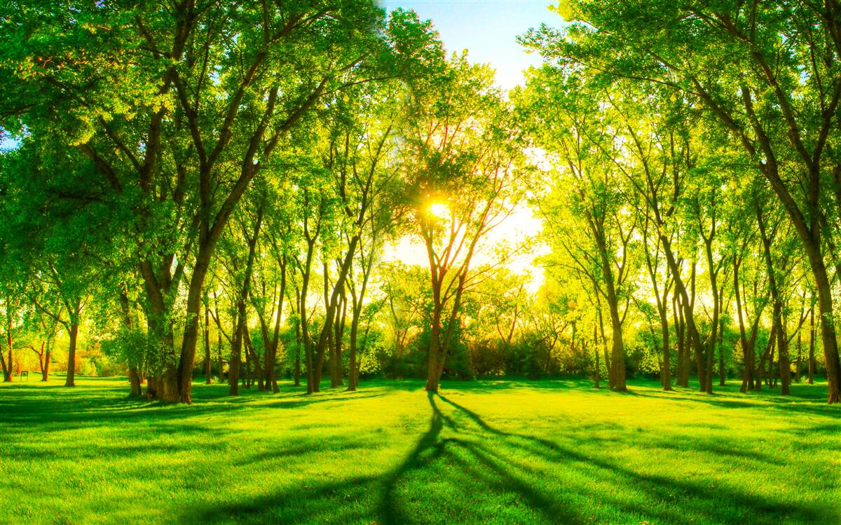 Fototapet în paleta luminoasă a unei păduri verzi de dimineață