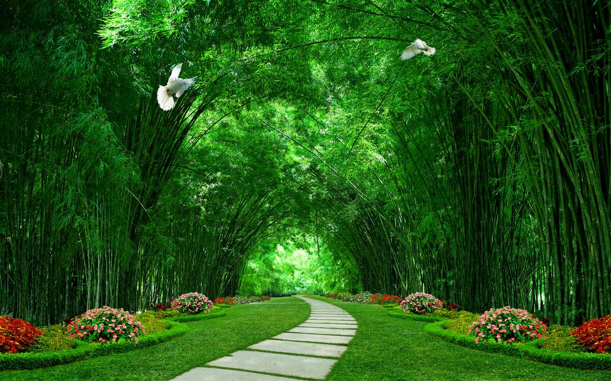 Fototapet Cale prin tunelul format de vârfurile copacilor