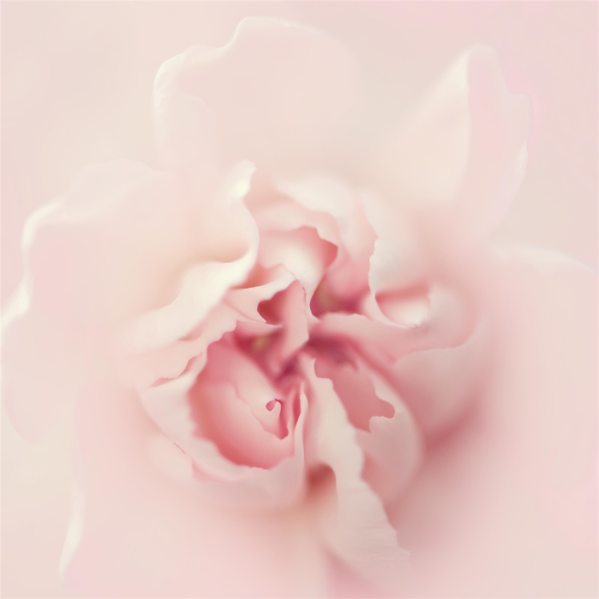 Fototapet imagine detaliată a inimii unei flori roz