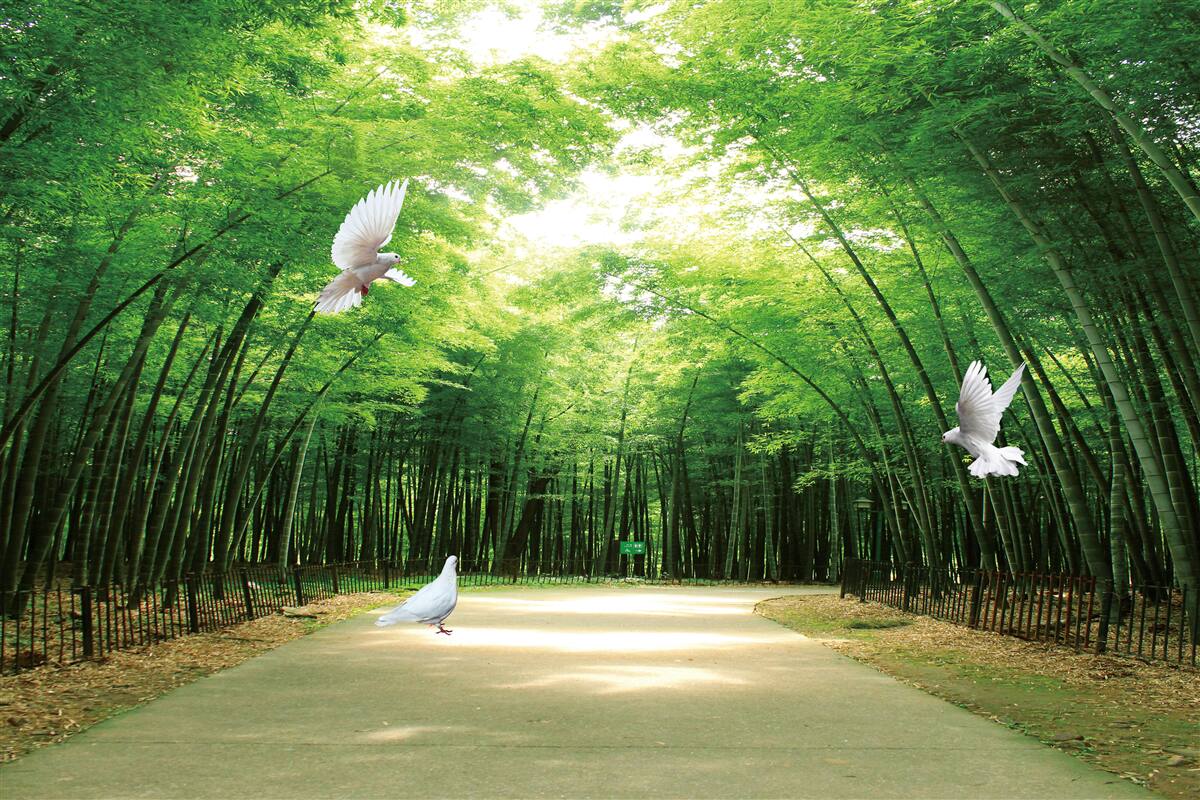 Fototapet intrați în grădina botanică, amenajată și locuită de porumbei