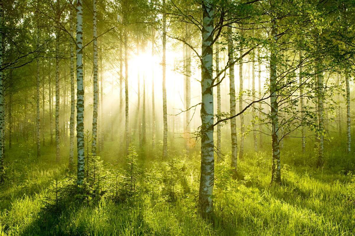 Fototapet Zori în pădurea de mesteceni